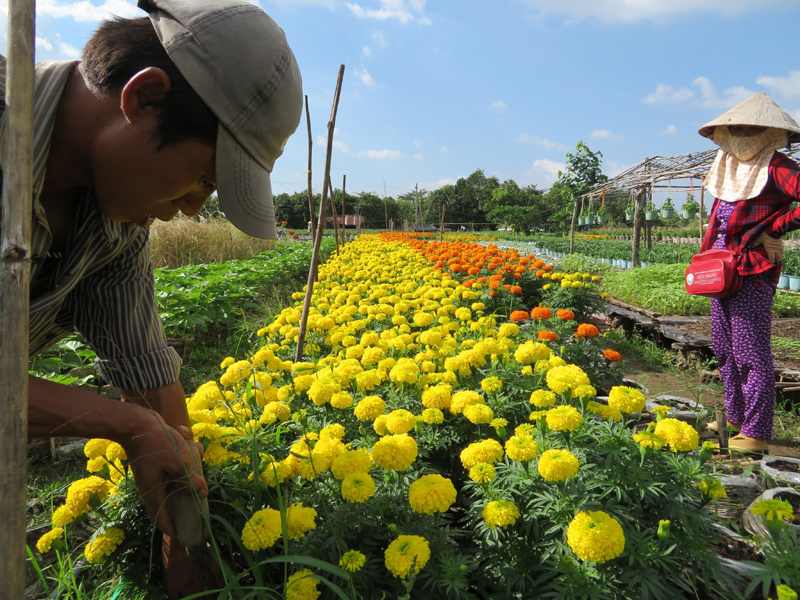 Làng hoa Bà Bộ - một trong những điểm du lịch tiêu biểu của Cần Thơ.