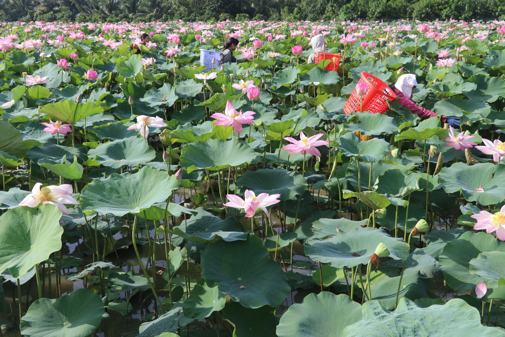 Cánh đồng sen hồng trải dài ở huyện Thanh Bình (Đồng Tháp).
