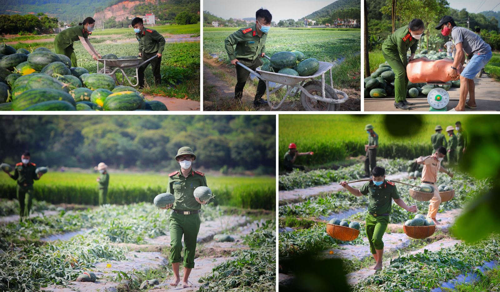 Đoàn viên Thanh niên công an huyện Yên Dũng (Bắc Giang) giúp nông dân vùng dịch thu hoạch và tiêu thụ dưa hấu tại thôn Vườn Tùng, xã Tiền Phong.