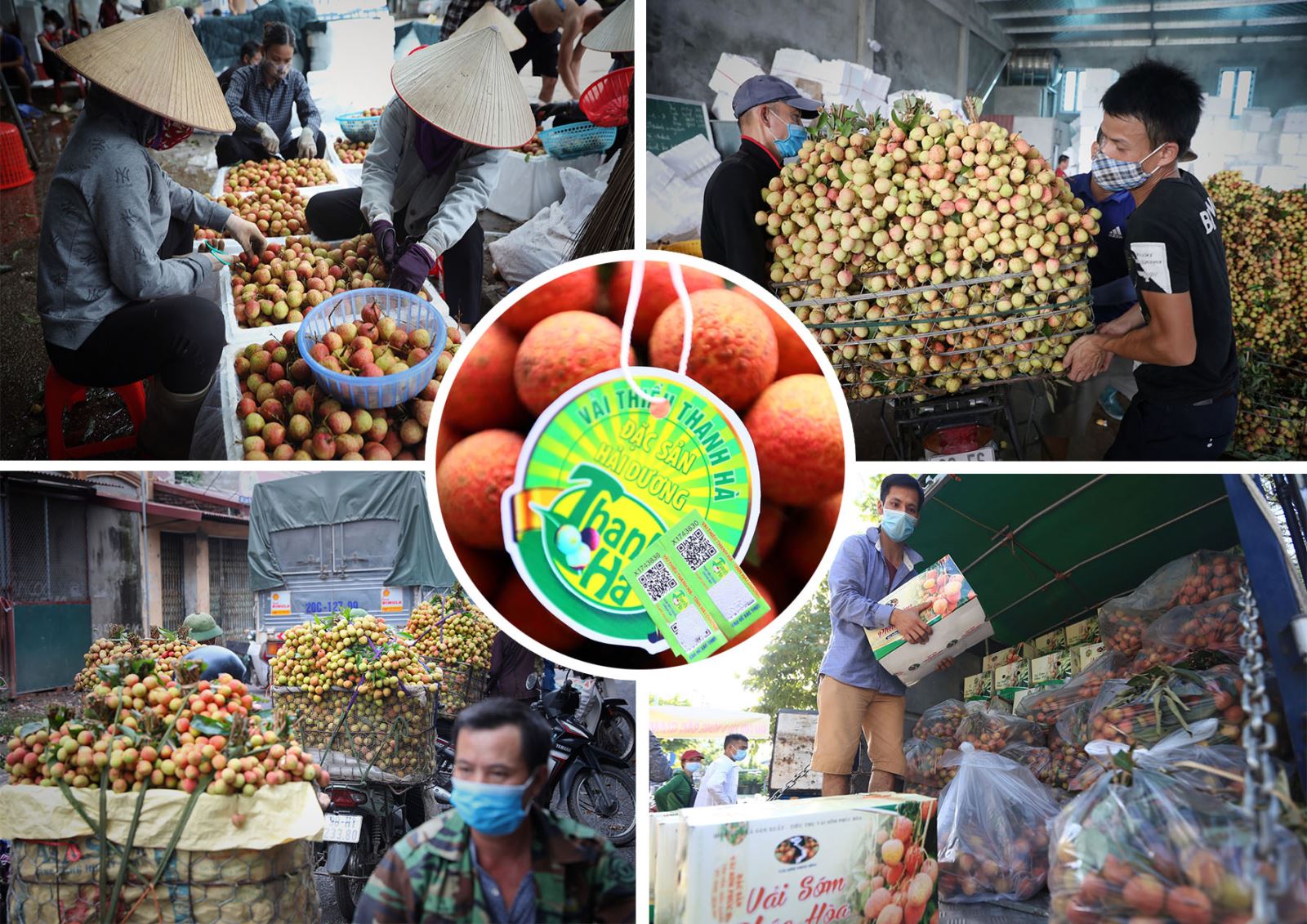 Sản phẩm vải của Hải Dương và Bắc Giang được cấp mã vạch, tem chỉ dẫn địa lý để khách hàng nhận biết.