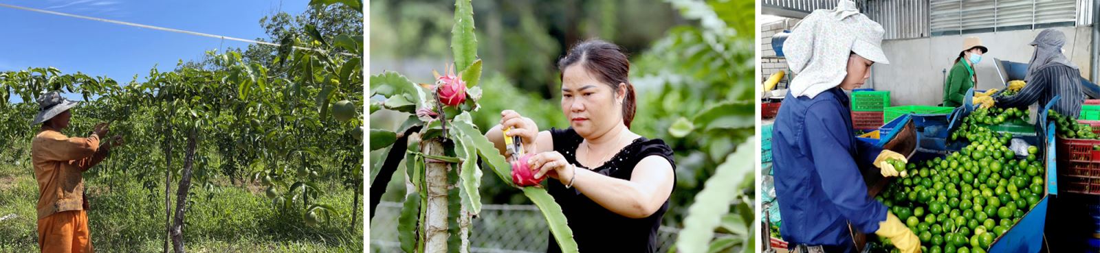 Chanh leo, thanh long, chanh không hạt… cũng sẽ được xuất khẩu sang châu Âu trong thời gian tới.