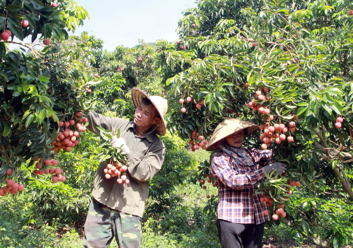 Nông dân Bắc Giang thu hoạch vải thiều đủ tiêu chuẩn xuất khẩu sang EU.