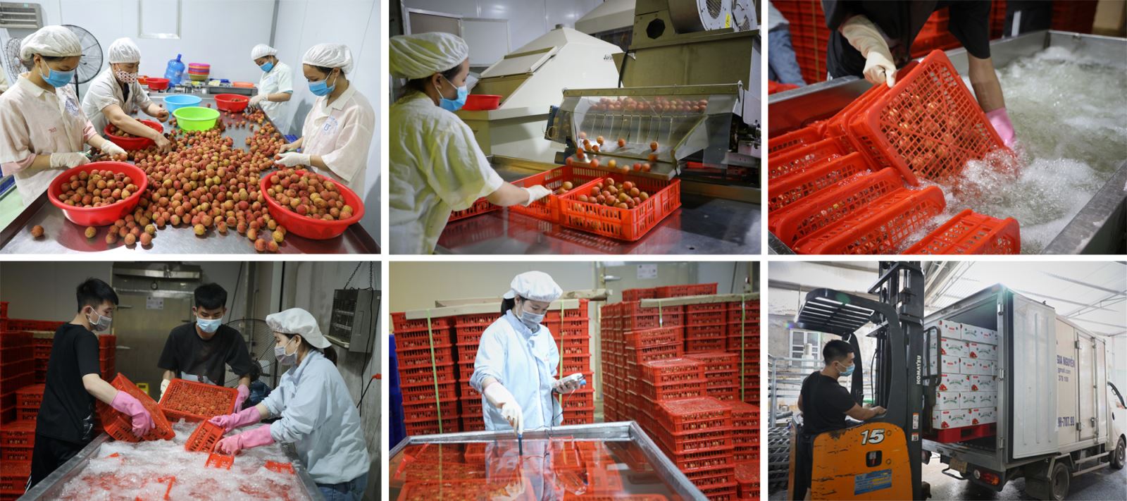 Thực hiện nghiêm ngặt các tiêu chuẩn từ khâu chăm sóc đến sơ chế, vận chuyển để có thể xuất khẩu vải ra thị trường quốc tế.