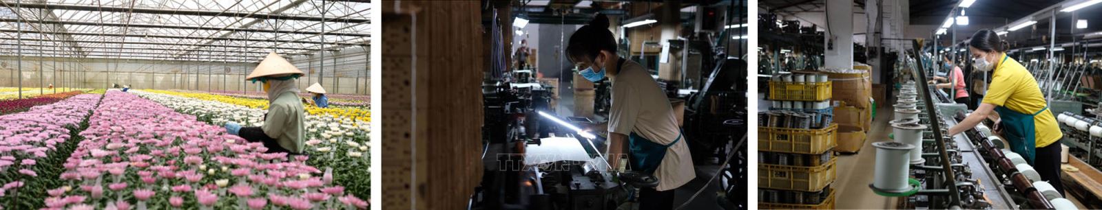 Các doanh nghiệp tại Lâm Đồng “gồng mình” duy trì hoạt động để kịp đáp ứng các đơn hàng cho giai đoạn cao điểm cuối năm.