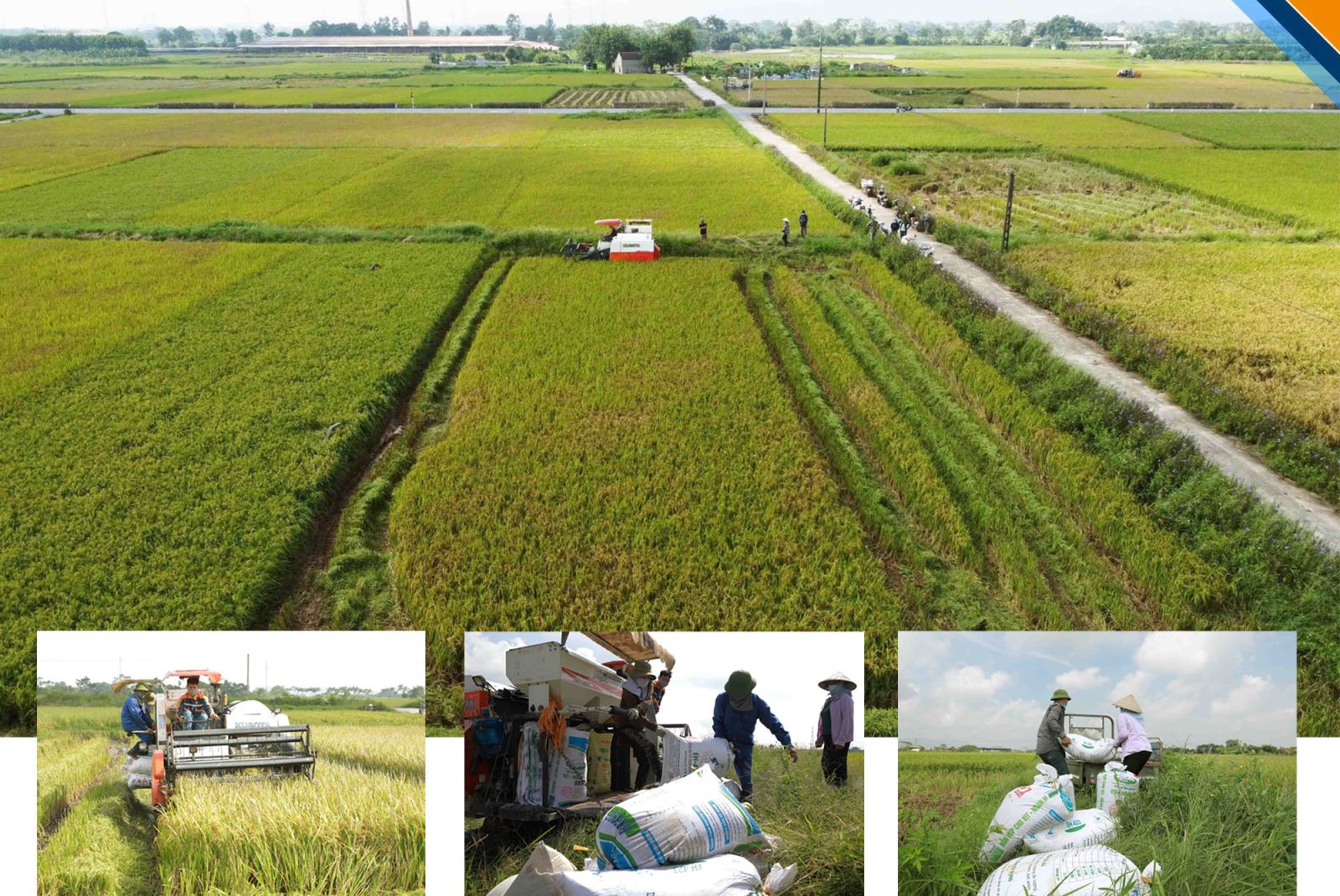 Nông dân xã Nghĩa Hương, huyện Quốc Oai, Hà Nội tập trung thu hoạch lúa vụ Mùa.