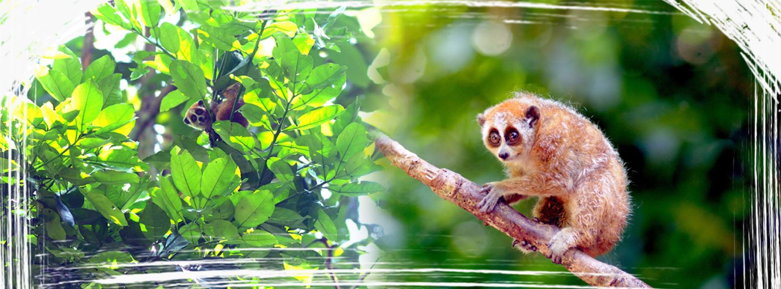 Hạt Kiểm lâm huyện Phù Yên (Sơn La) phối hợp với chính quyền xã Gia Phù tổ chức thả Culi về với tự nhiên.