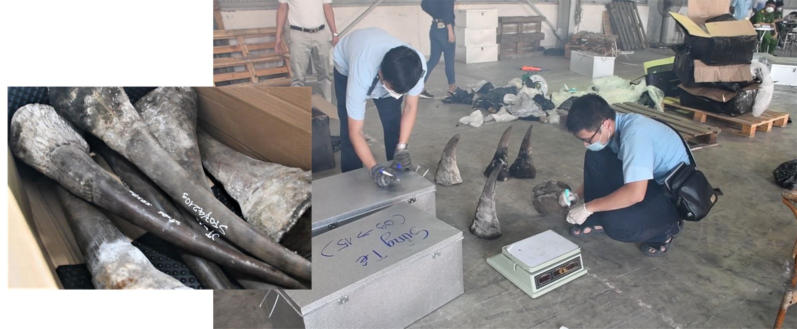 Sừng động vật nghi là sừng tê giác và xương động vật nghi là xương của động vật hoang dã quý hiếm được phát hiện trong lô hàng từ Nam Phi về Cảng Tiên Sa (thành phố Đà Nẵng).