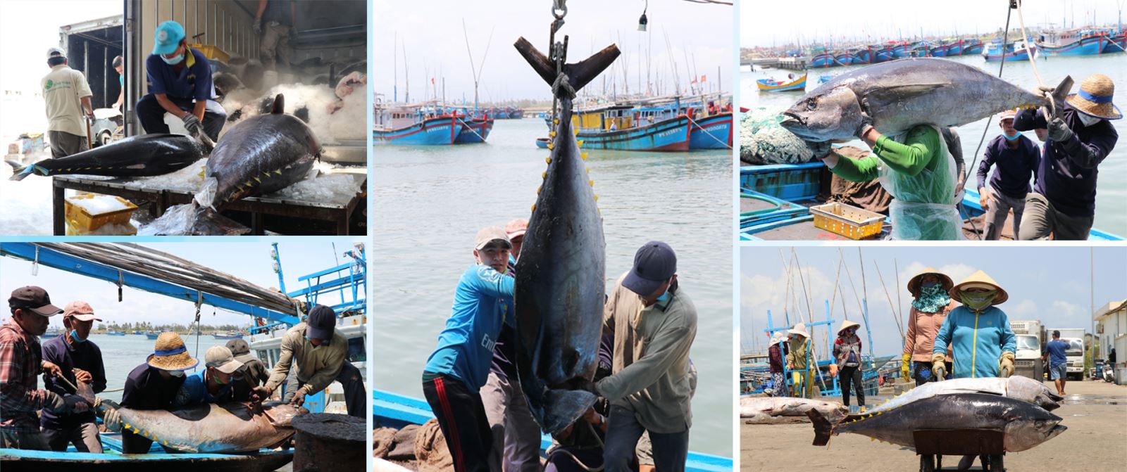 Sôi nổi chợ mua bán cá ngừ đại dương tại Phú Yên.
