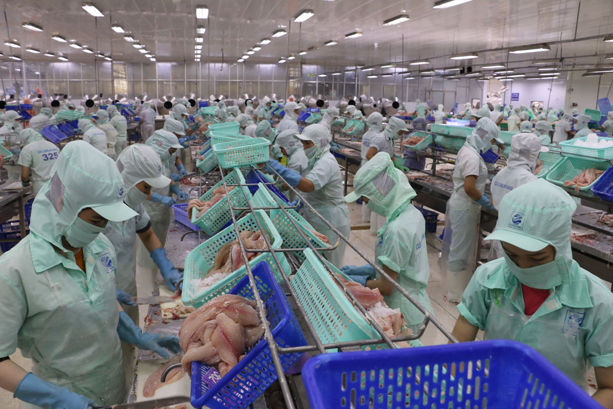 Ngành hàng cá tra ở Đồng bằng sông Cửu Long “hồi sinh” sau đại dịch COVID-19.