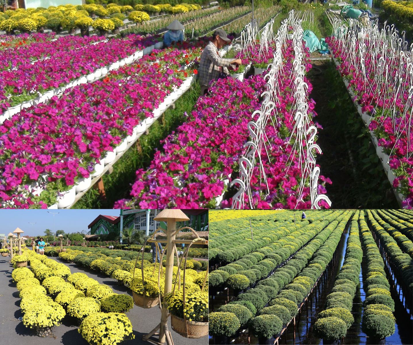 Làng hoa Sa Đéc nổi tiếng ở Đồng Tháp cũng là một trong những điểm nhấn thu hút du khách.