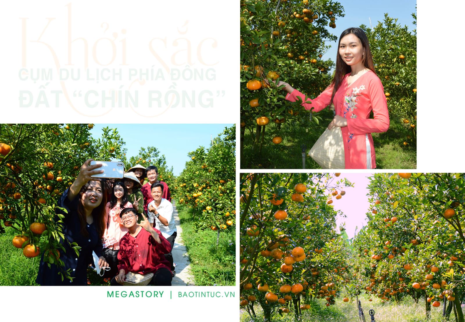 Những vườn quýt hồng Lai Vung - sản vật nổi tiếng của tỉnh Đồng Tháp cũng thu hút du khách tới tham quan, thưởng lãm.