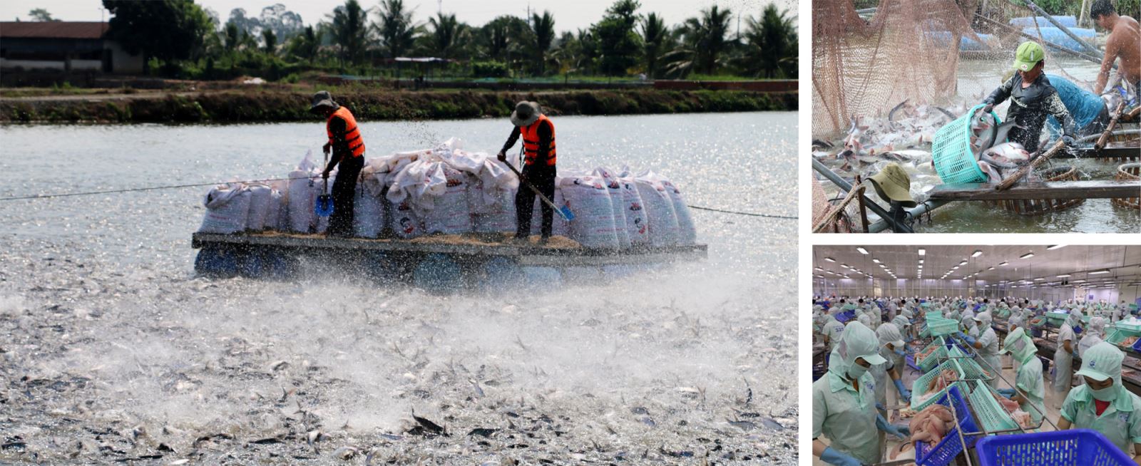 Xuất khẩu thủy sản là một trong những thế mạnh của Đồng bằng sông Cửu Long.