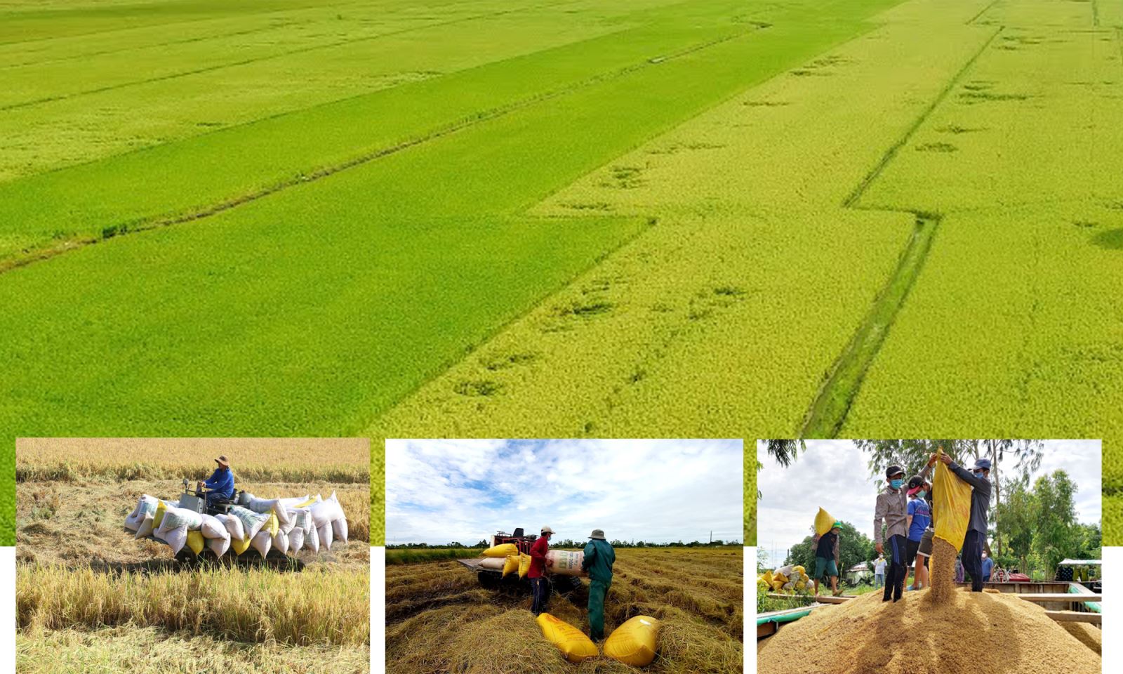 Đồng bằng sông Cửu Long đóng vai trò quan trọng đảm bảo an ninh lương thực quốc gia và xuất khẩu.
