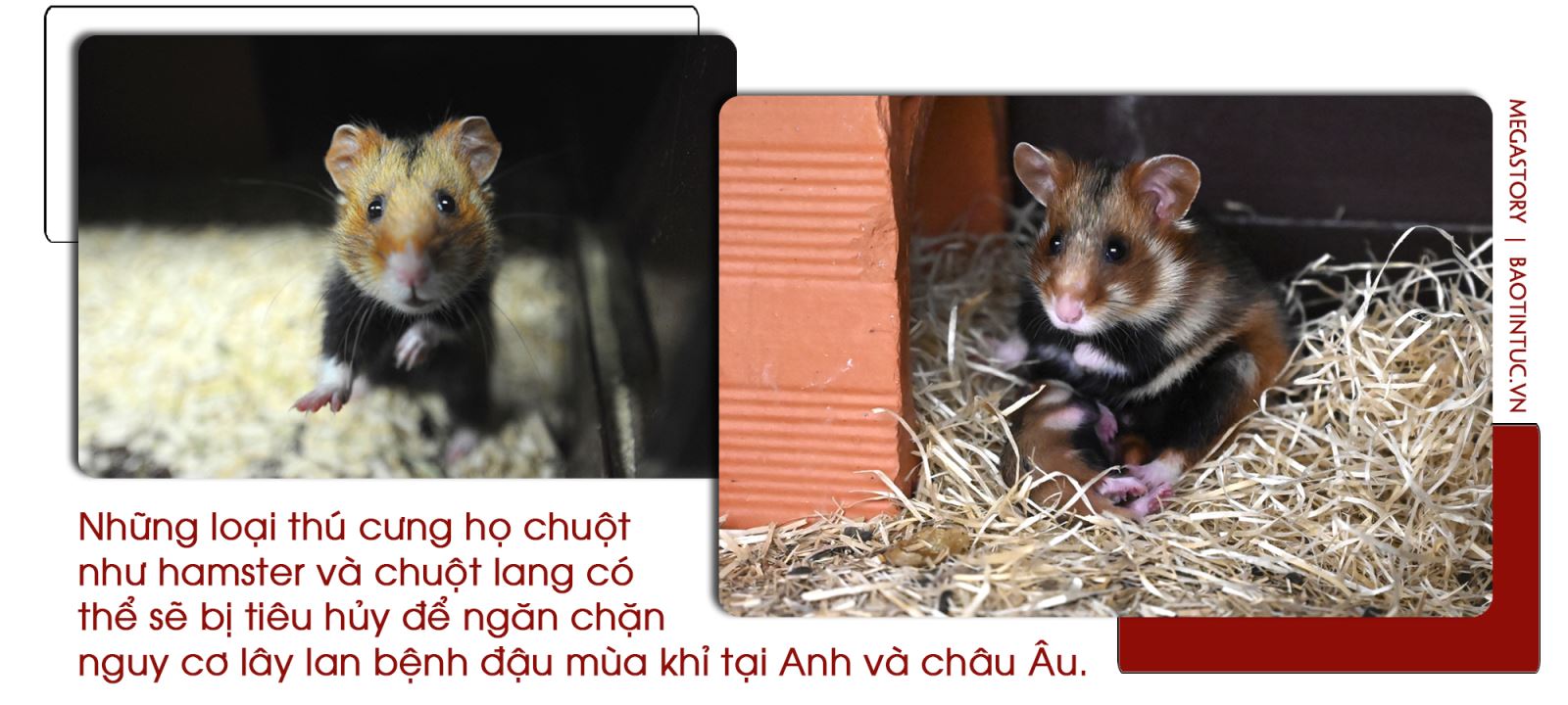 Cảnh giác với bệnh đậu mùa khỉ ảnh 5