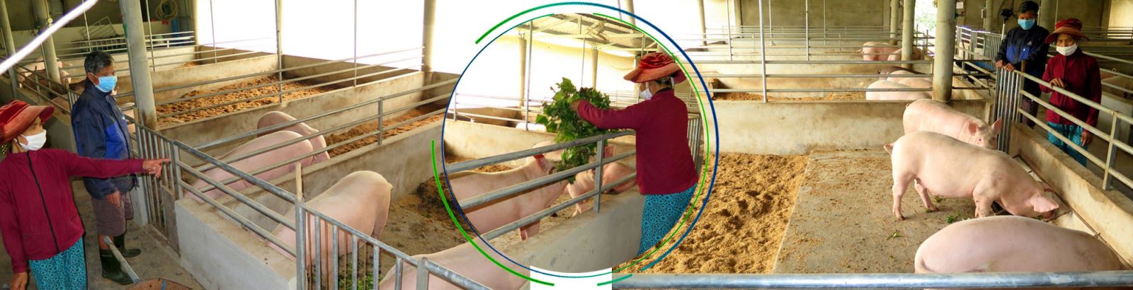 Mô hình chăn nuôi lợn hữu cơ theo hướng an toàn sinh học khép kín của gia đình ông Nguyễn Văn Lịch (xã Phong Thu, huyện Phong Điền, tỉnh Thừa Thiên - Huế) mang lại lợi nhuận cao.