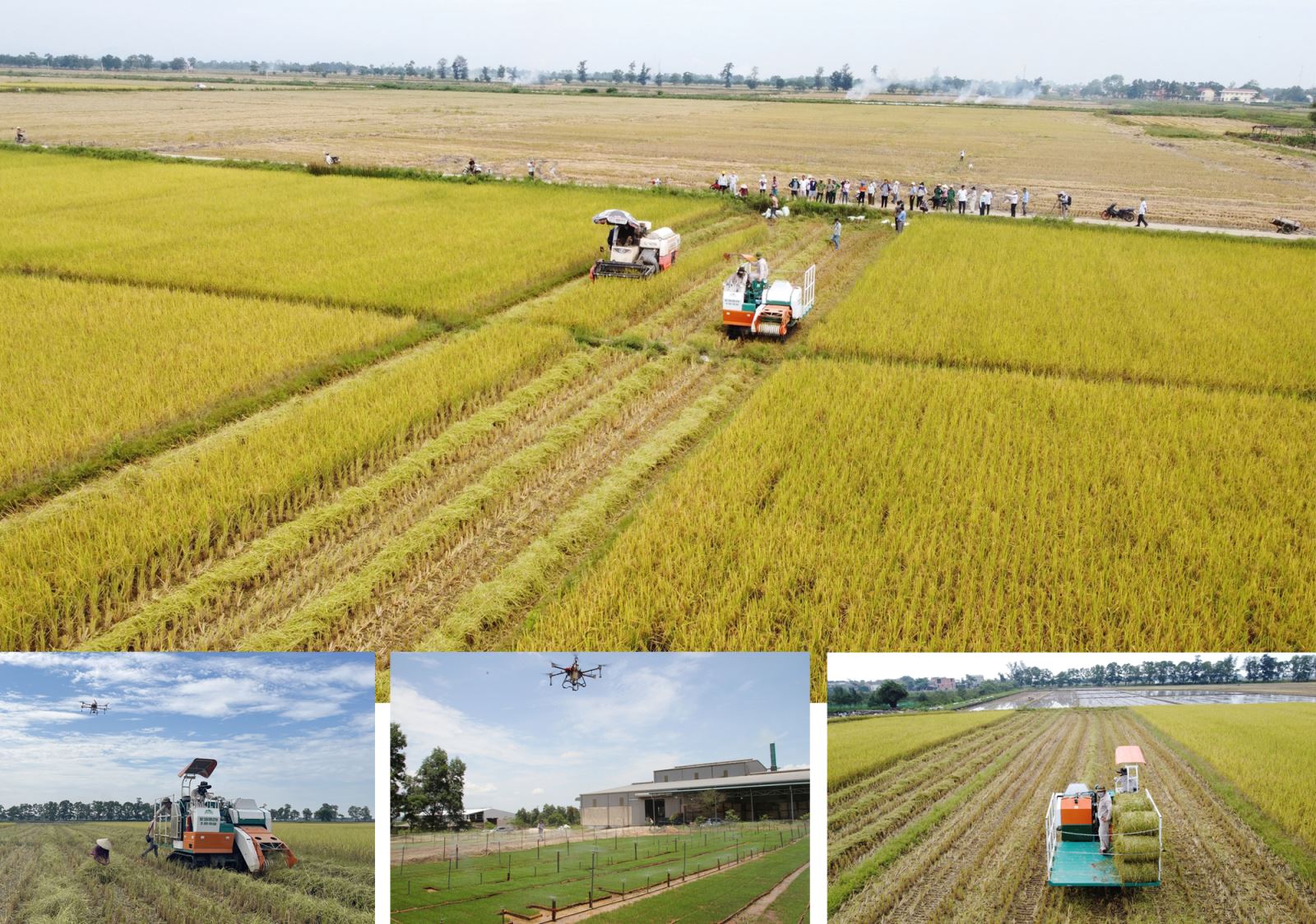 Sản xuất và thu hoạch lúa hữu cơ tại Hợp tác xã Kim Long, xã Hải Quế, huyện Hải Lăng (tỉnh Quảng Trị).