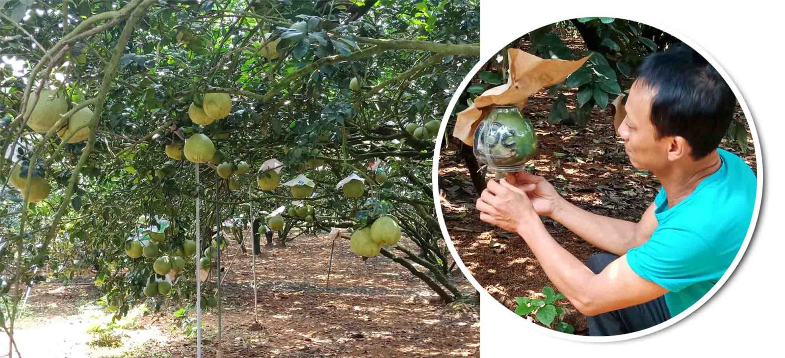 Làng trồng bưởi đặc sản Tân Triều (huyện Vĩnh Cửu, tỉnh Đồng Nai).