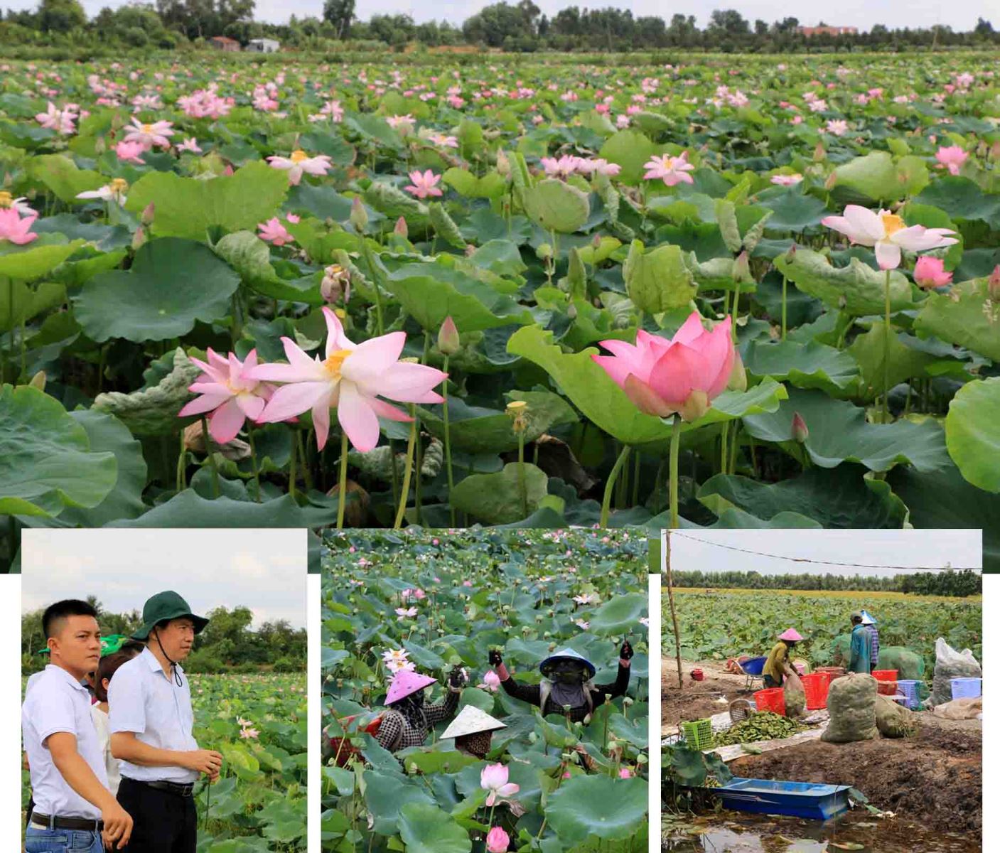 Vùng trồng sen tỉnh Đồng Tháp.