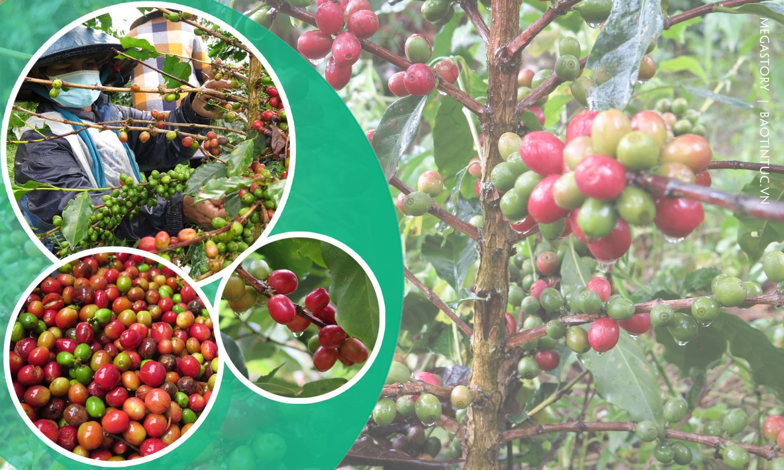 Được triển khai trồng tại ba huyện Đăk Glei, Kon Plông và Tu Mơ Rông từ năm 2013 theo Đề án cà phê xứ lạnh (cà phê dòng Arabica), đến nay, toàn tỉnh Kon Tum đã trồng được khoảng 4.500 ha cà phê xứ lạnh.