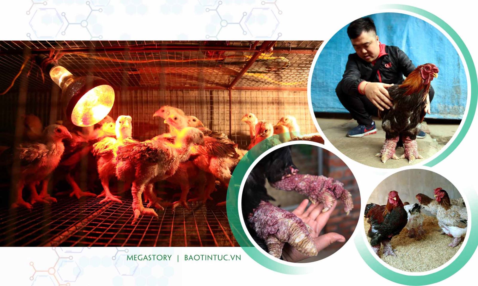 Giống gà Đông Tảo nổi tiếng và có giá trị kinh tế cao ở xã Đông Tảo, huyện Khoái Châu, tỉnh Hưng Yên.