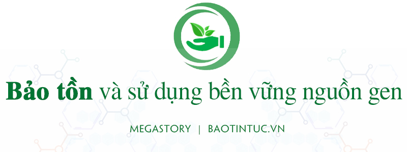 Bảo tồn và phát triển nguồn gen ảnh 7