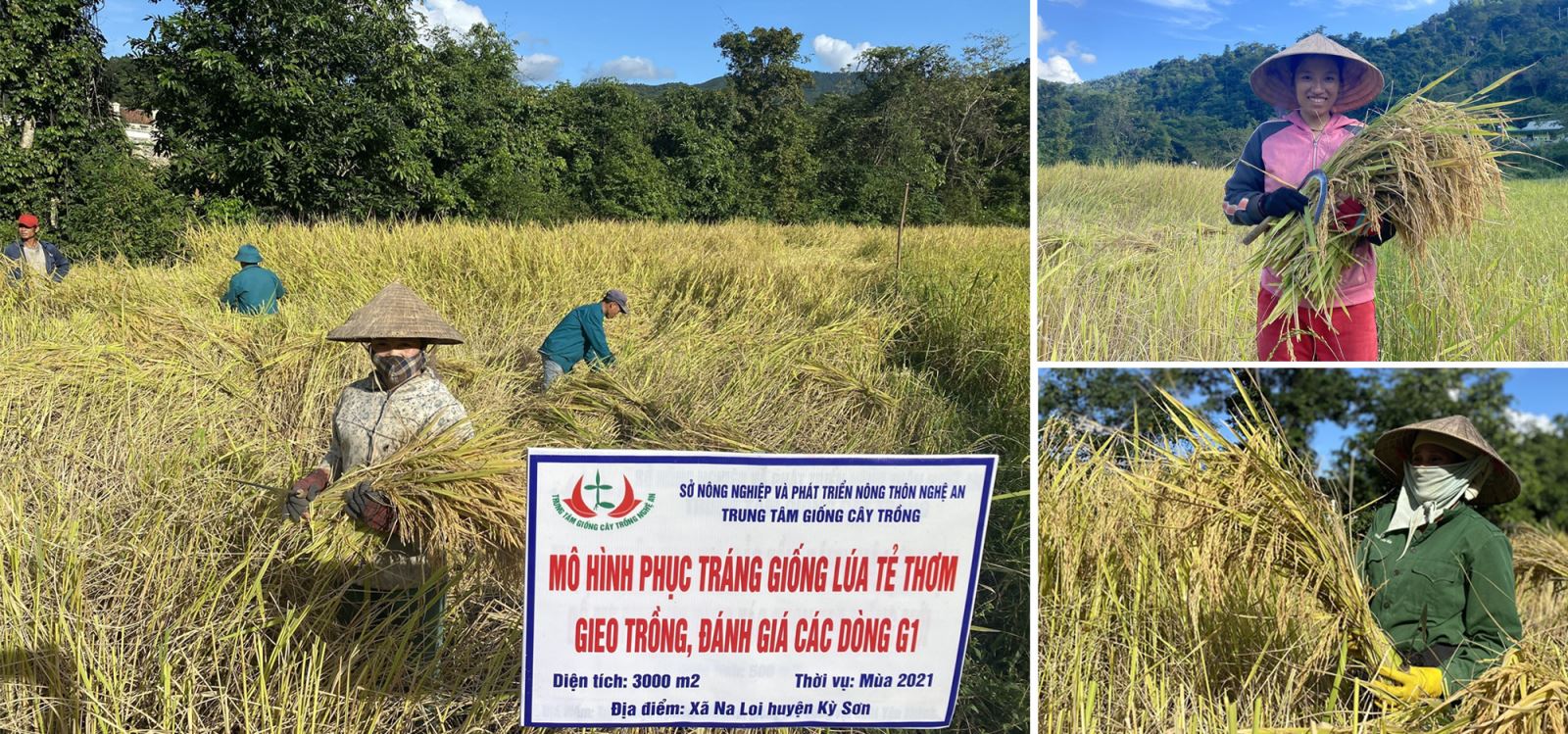 Xã Na Loi (huyện Kỳ Sơn, tỉnh Nghệ An) phối hợp với Sở Khoa học và Công nghệ triển khai mô hình cải tạo, khôi phục lại giống lúa tẻ thơm, lựa chọn được giống gốc, làm cơ sở phục vụ cho sản xuất đại trà.