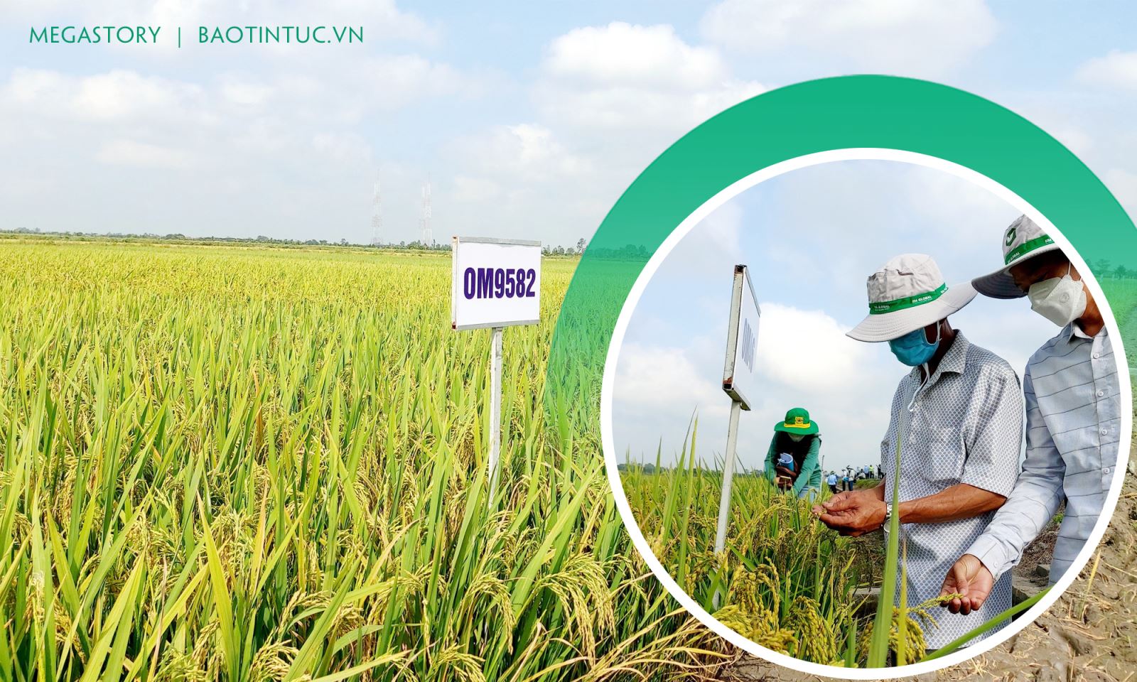 Vụ lúa Đông Xuân 2021 - 2022, Viện Lúa Đồng bằng sông Cửu Long trình diễn 35 giống lúa, trong đó có 9 giống lúa đã được công nhận lưu hành.