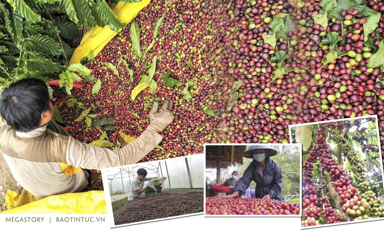 Xuất khẩu cà phê là một trong những thế mạnh của Tây Nguyên.