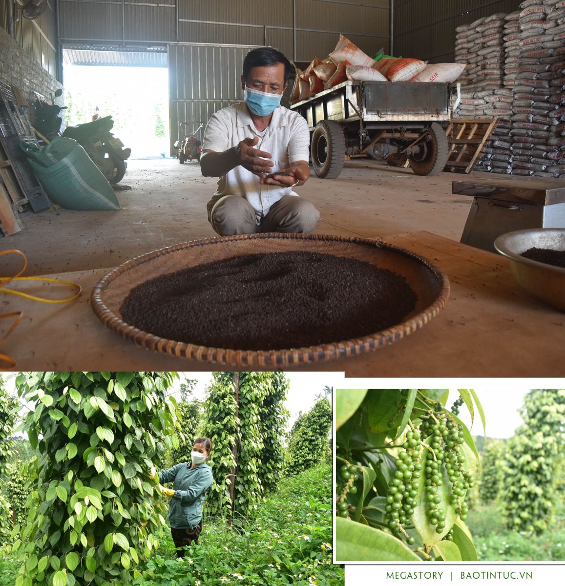 Đắk Nông là địa phương có sản lượng hồ tiêu cao nhất Việt Nam.