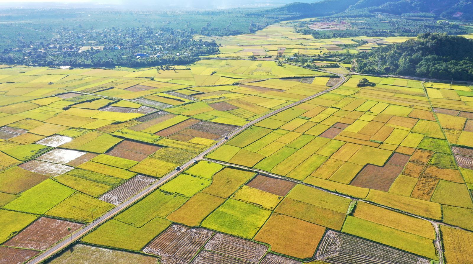 Những ruộng lúa tại huyện Chư Păh (Gia Lai).