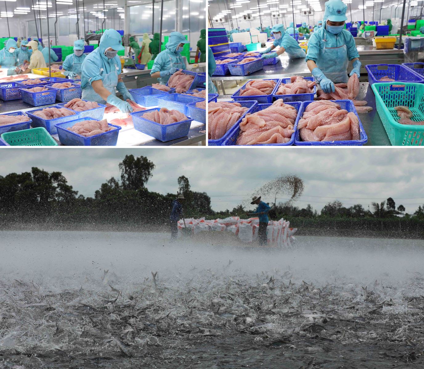 Chăn nuôi và chế biến cá tra xuất khẩu tại tỉnh An Giang.