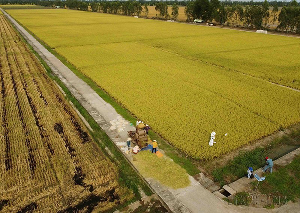 Tập đoàn Lộc Trời là đơn vị đầu tiên trên thế giới đạt 100 điểm tuyệt đối theo mô hình canh tác lúa bền vững (SRP) trên diện tích trên 100 ha chỉ với 14 nông dân.