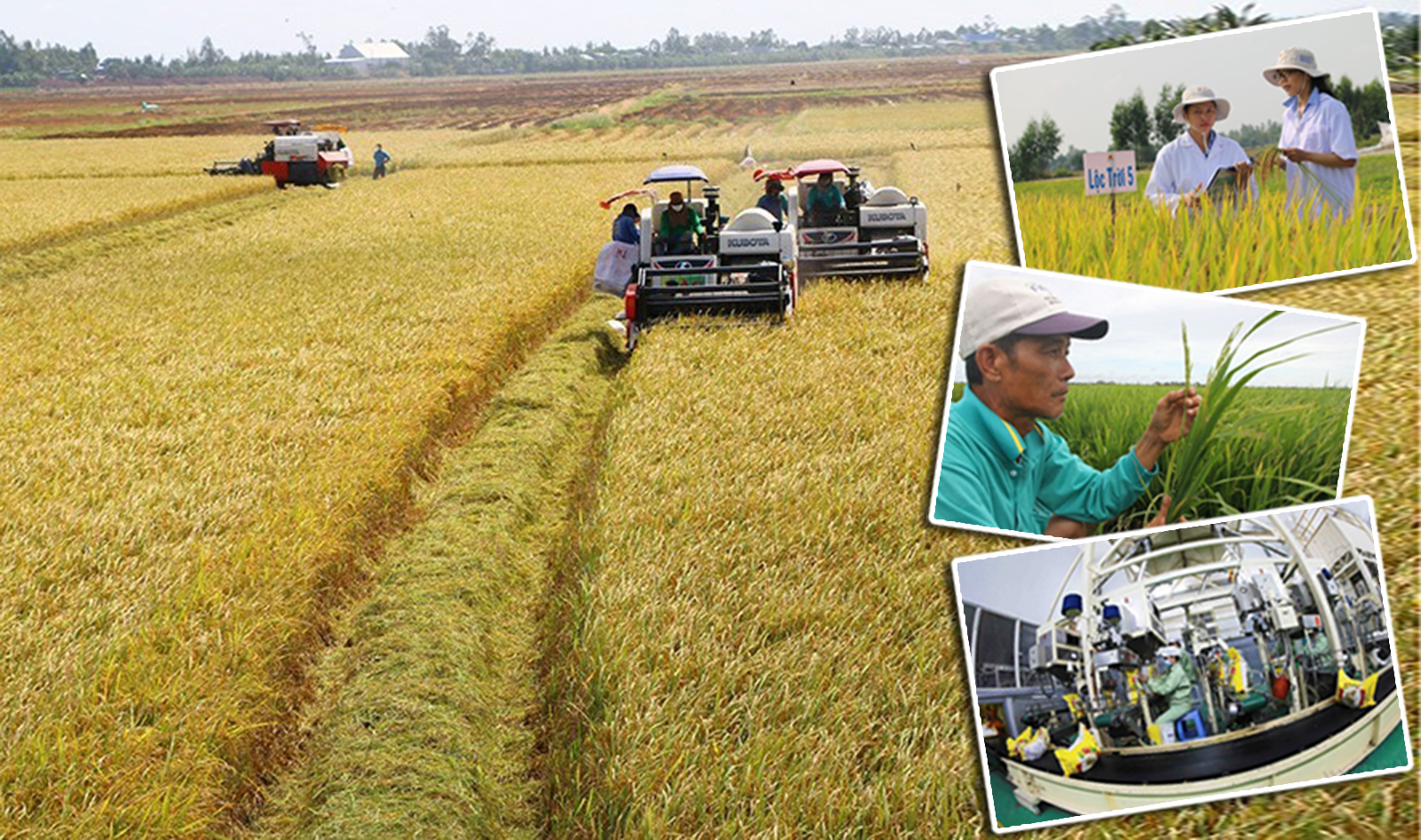 Muốn tận dụng được tốt nhất lợi thế từ các hiệp định thương mại tự do (FTA) đòi hỏi ngành lúa gạo phải không ngừng nâng cao chất lượng sản phẩm để đáp ứng yêu cầu ngày càng khắt khe của các quốc gia nhập khẩu.
