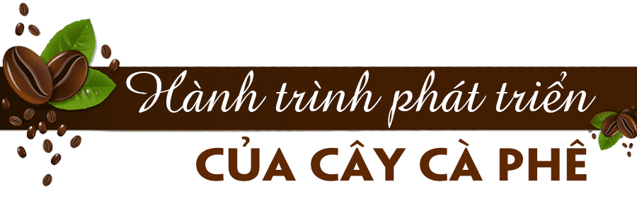 Lan tỏa thương hiệu cà phê Việt ảnh 2