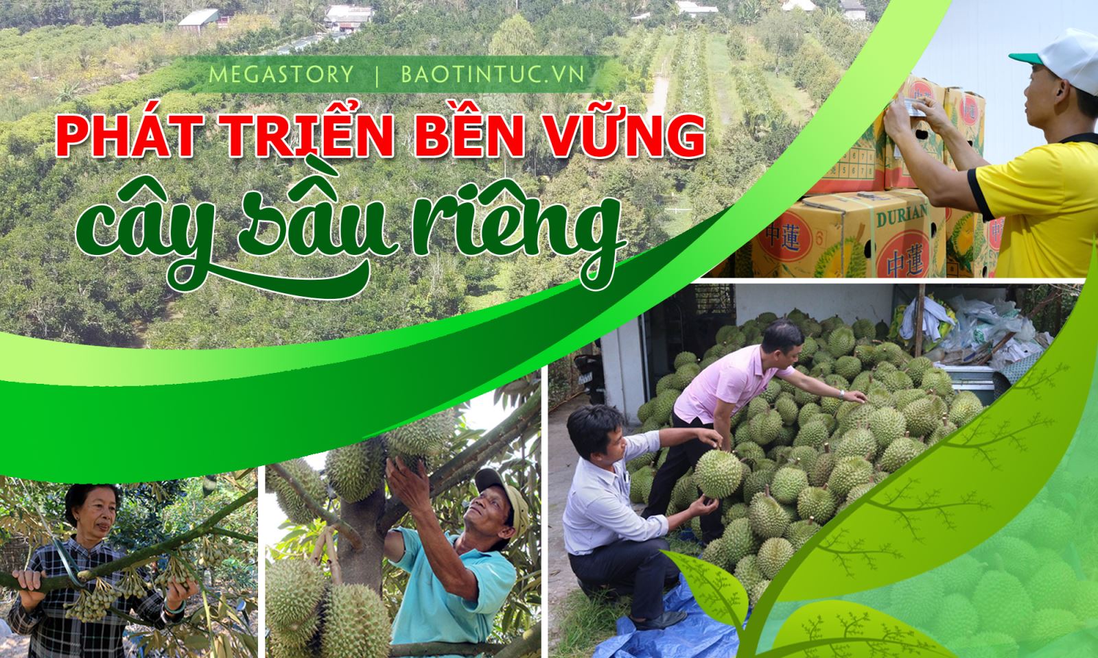 Phát triển bền vững cây sầu riêng
