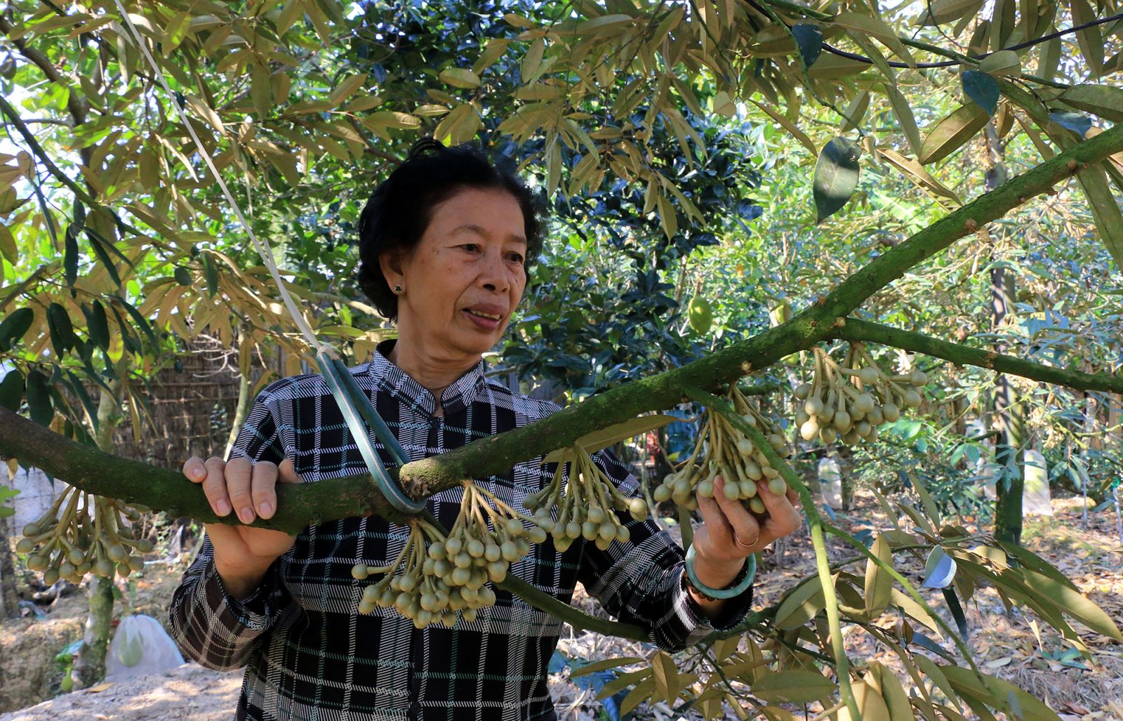 Bà Phan Thị Ngọc Hương ở xã Mỹ Long, huyện Cao Lãnh, Đồng Tháp xử lý cho vườn sầu riêng 10.000 m2 ra hoa.