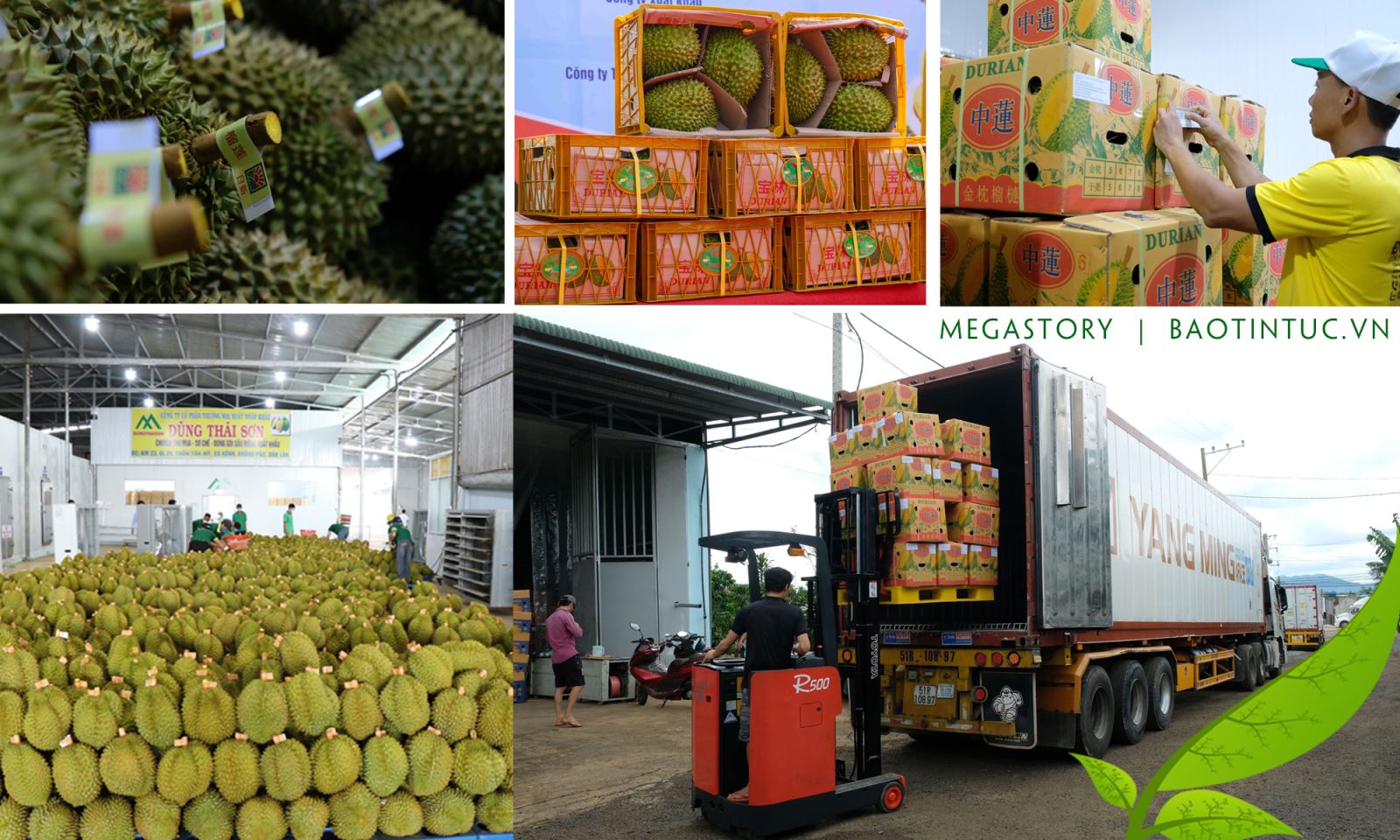 Xuất khẩu sầu riêng chính ngạch sang Trung Quốc.