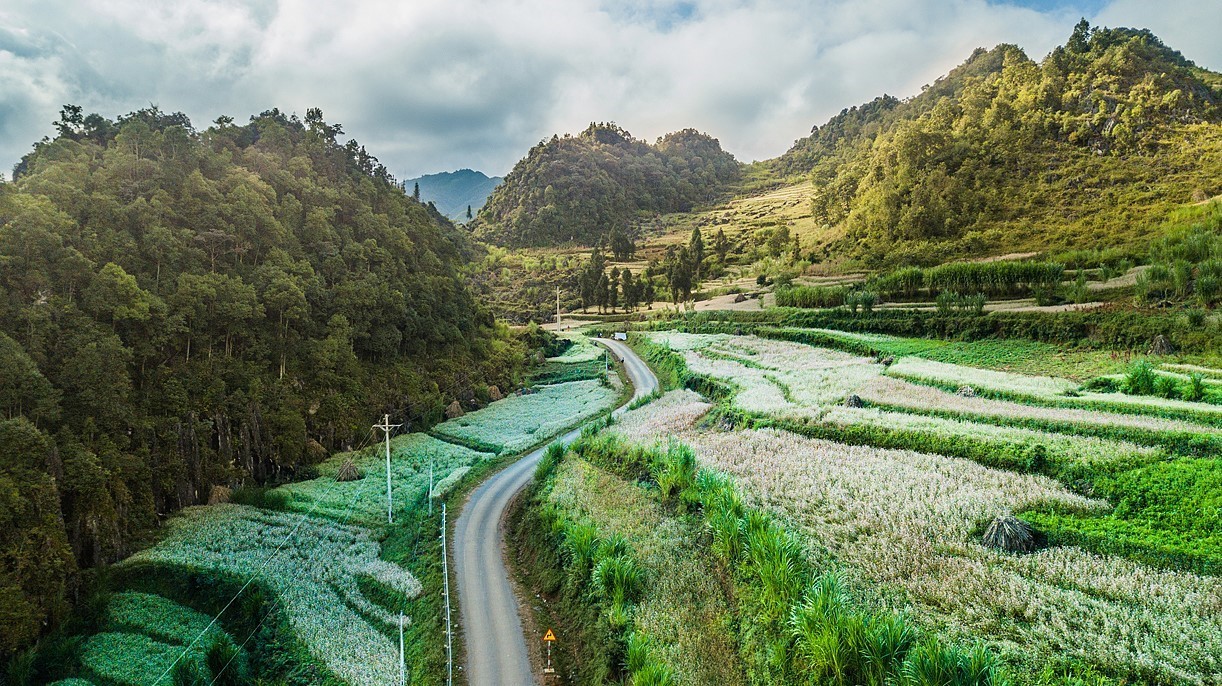 Cánh đồng hoa Tam giác mạch nở rộ hai bên đường trên đường dẫn vào huyện Lũng Cú, tỉnh Hà Giang.