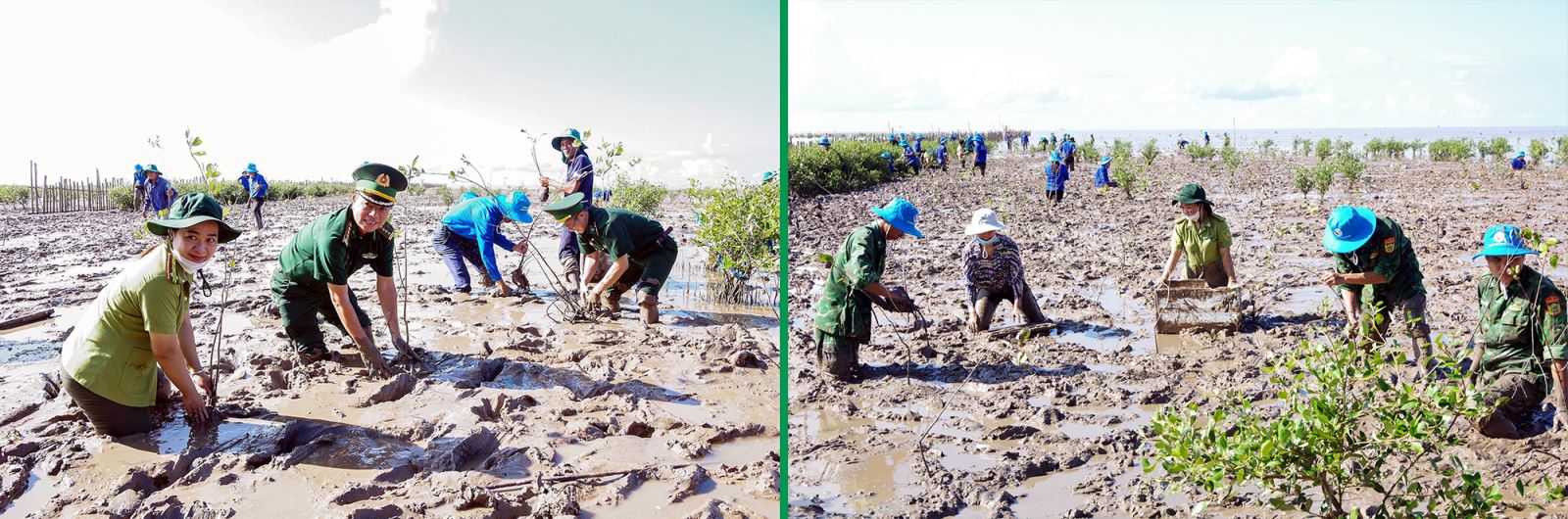 Tích cực trồng rừng chống sạt lở, ngập lụt do triều cường.