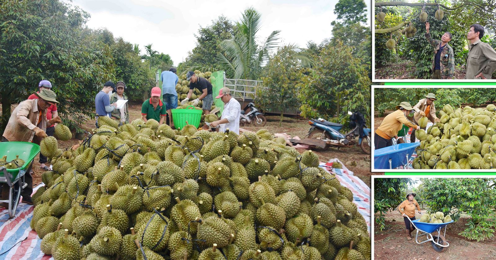 Nông dân Đắk Lắk vào chính vụ thu hoạch sầu riêng.