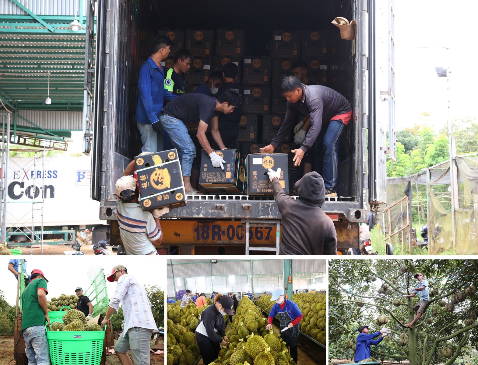 Thu hoạch sầu riêng mang lại thu nhập cho số lượng lớn nhân công, lao động.