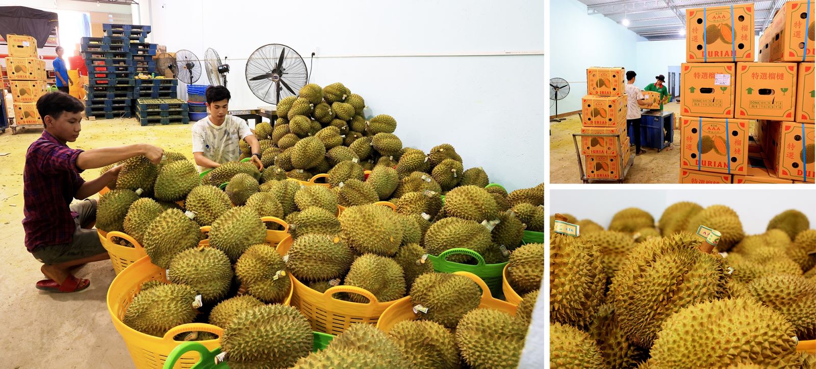 Trong số các thị trường nhập khẩu, Trung Quốc nhập sầu riêng Việt Nam nhiều nhất với giá trị 477 triệu USD, chiếm 95% tổng trị giá xuất khẩu nhóm hàng này của cả nước.