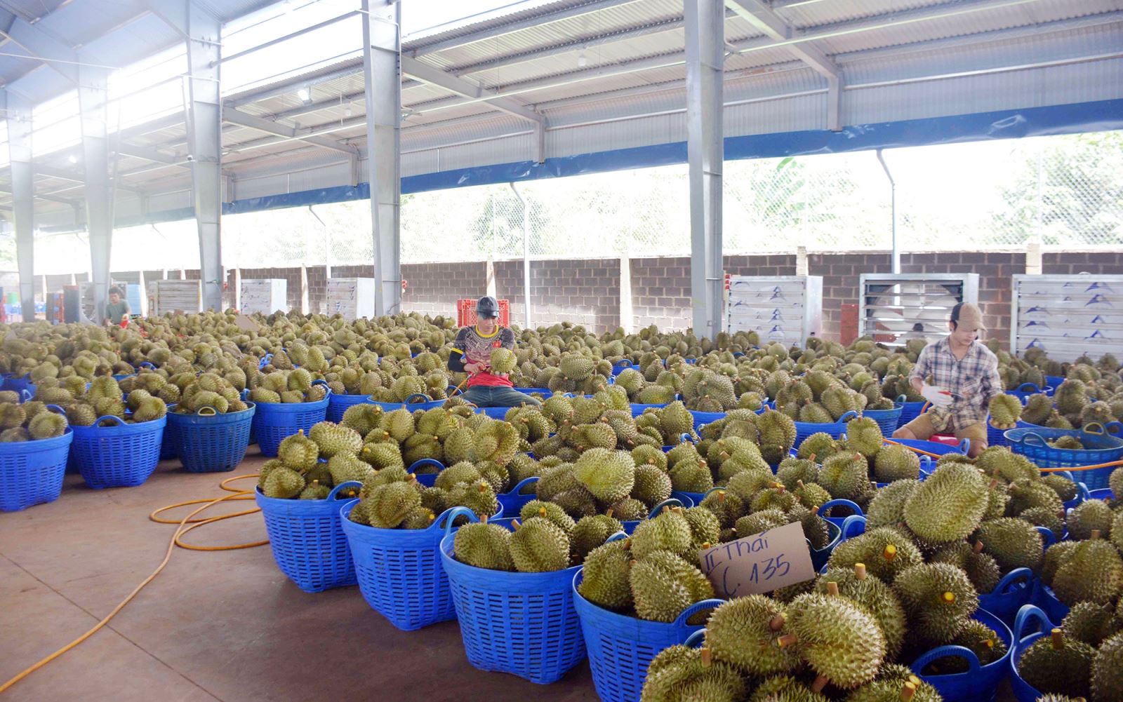 Tại tỉnh Đắk Lắk hiện có khoảng 500 cơ sở đóng gói, thu mua sầu riêng, chủ yếu là doanh nghiệp nhỏ và siêu nhỏ. Vụ mùa sầu riêng năm 2023 thành công đối với đa số nông dân tỉnh Đắk Lắk song là vụ mùa thua lỗ của nhiều doanh nghiệp, cơ sở thu mua sầu riêng, thương lái.