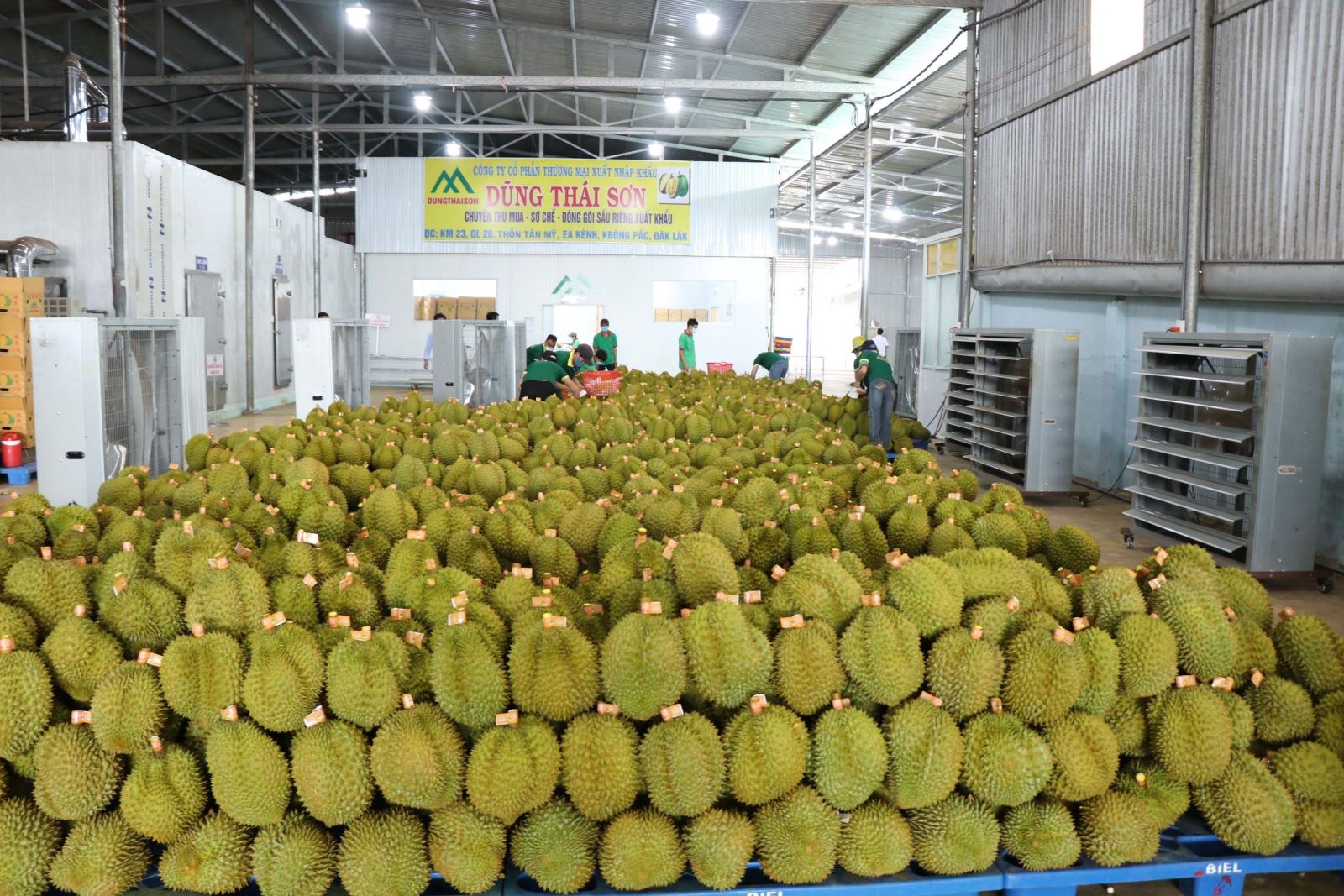 Doanh nghiệp thu mua sầu riêng đủ tiêu chuẩn xuất khẩu sang Trung Quốc.