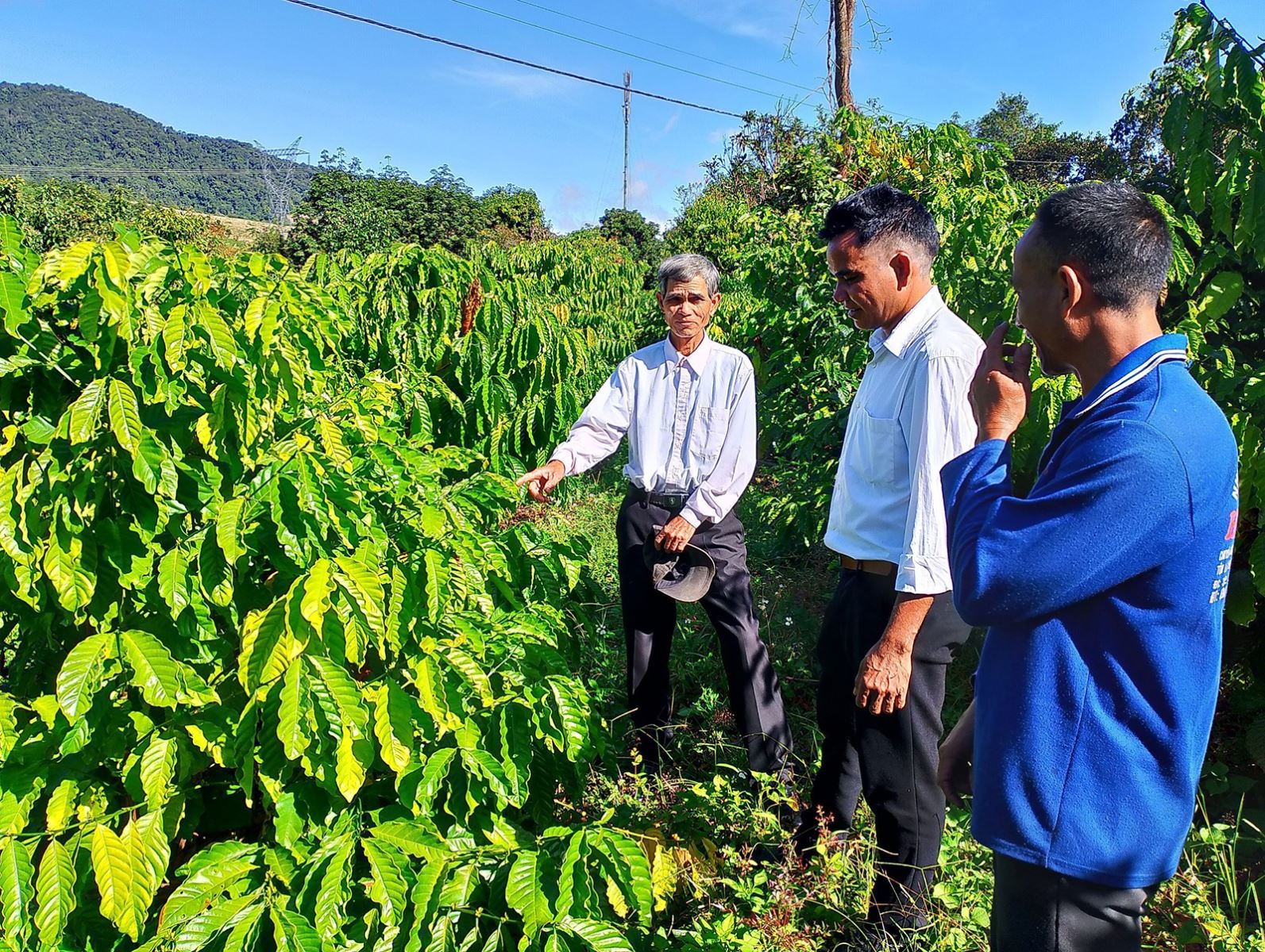 Già làng A Hùng, làng Chung Năng, thị trấn Đăk Glei (Đăk Glei, Kon Tum) hướng dẫn người dân tộc thiểu số cách trồng và chăm sóc cây cà phê.