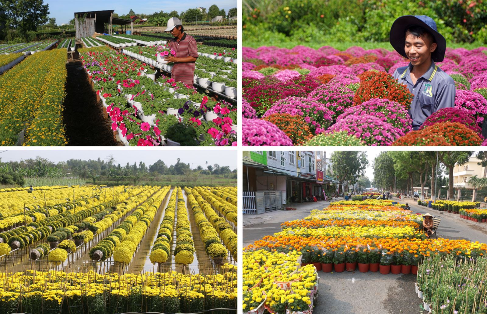 Làng hoa Sa Đéc (tỉnh Đồng Tháp) nơi được mệnh danh là “thủ phủ” hoa, kiểng của miền Tây Nam Bộ.