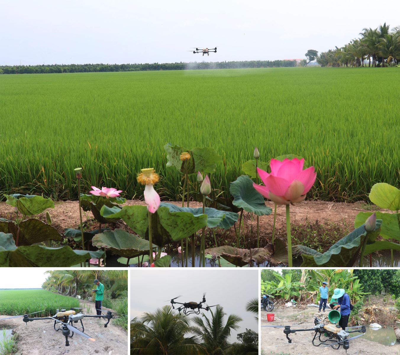 Nông dân sử dụng thiết bị bay không người lái phun thuốc bảo vệ thực vật trên vùng Đồng Tháp Mười (Đồng Tháp).