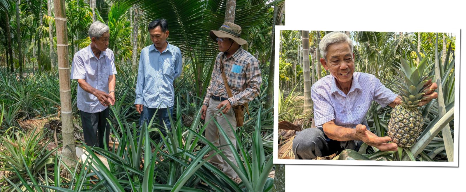Ông Dư Văn Thái, xã Bình An, huyện Châu Thành, tỉnh Kiên Giang (bên trái) giới thiệu mô hình trồng xen canh ba loại cây gồm khóm, cau và dừa. Xã Bình An là khu vực được bảo vệ bởi hệ thống thủy lợi Cái Lớn - Cái Bé, người dân có đủ nước ngọt để tưới cho cây trồng vào mùa khô.
