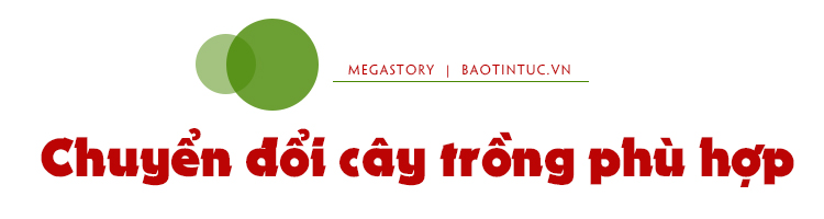 Thuận thiên thích ứng với hạn mặn ảnh 1
