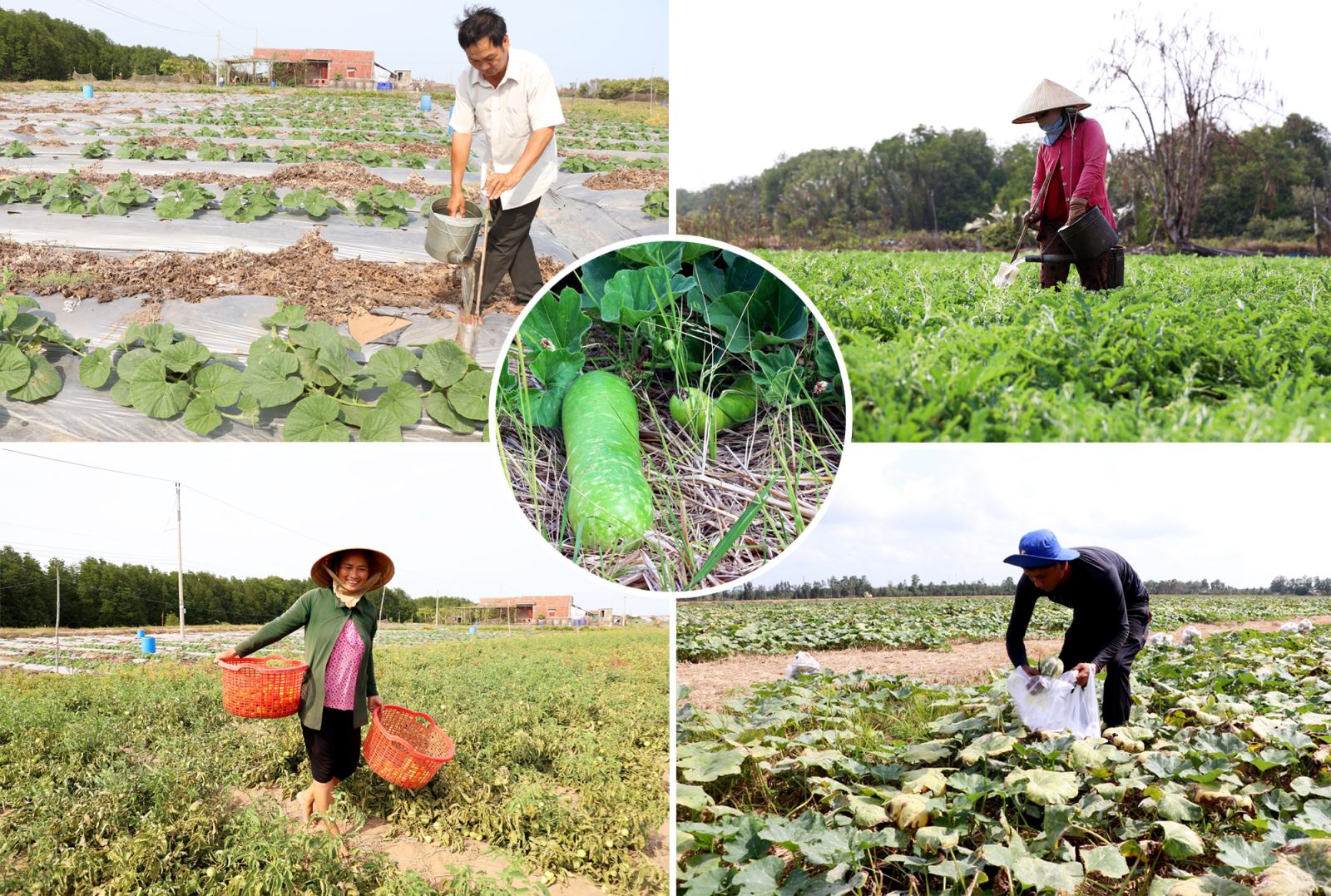 Mô hình đưa màu xuống ruộng đang là giải pháp mà nhiều nông dân tỉnh Cà Mau áp dụng để thích ứng với điều kiện hạn hán.
